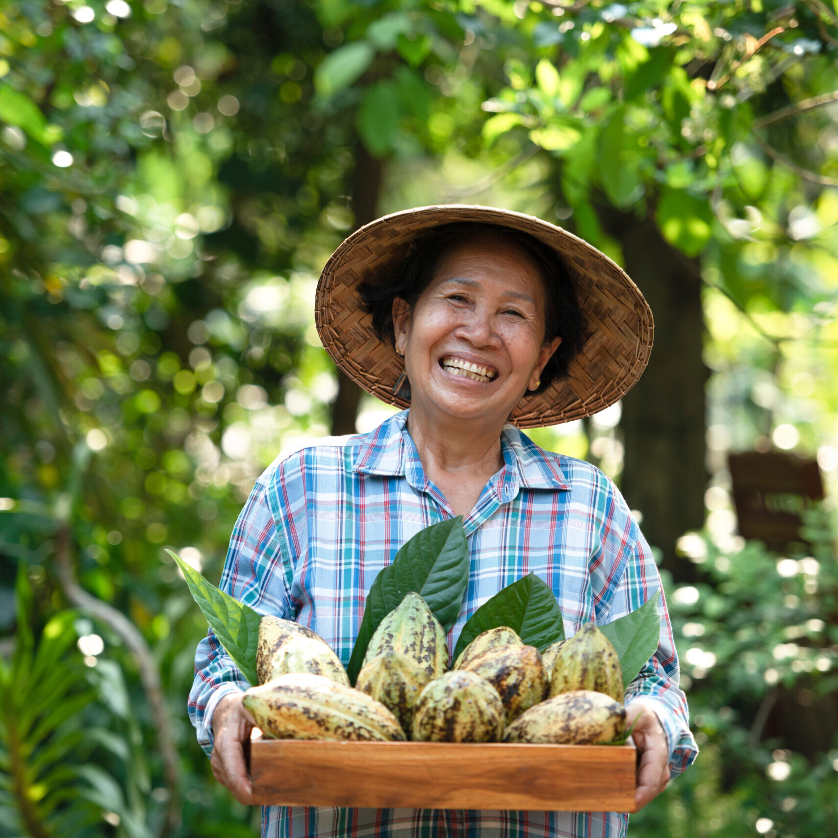 Asian people with fresh cocoa smile in the Cocoa fruit on tree Agriculture background
